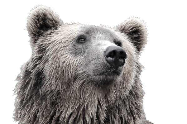 Web Logo of Greybear